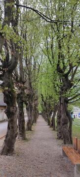 21-20260414_100816 - Lidija